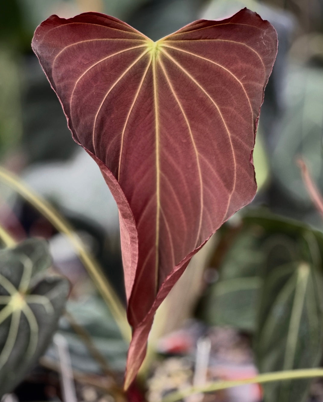 Anthurium dressleri "Narrow" x Anthurium "Swamp Stripes"