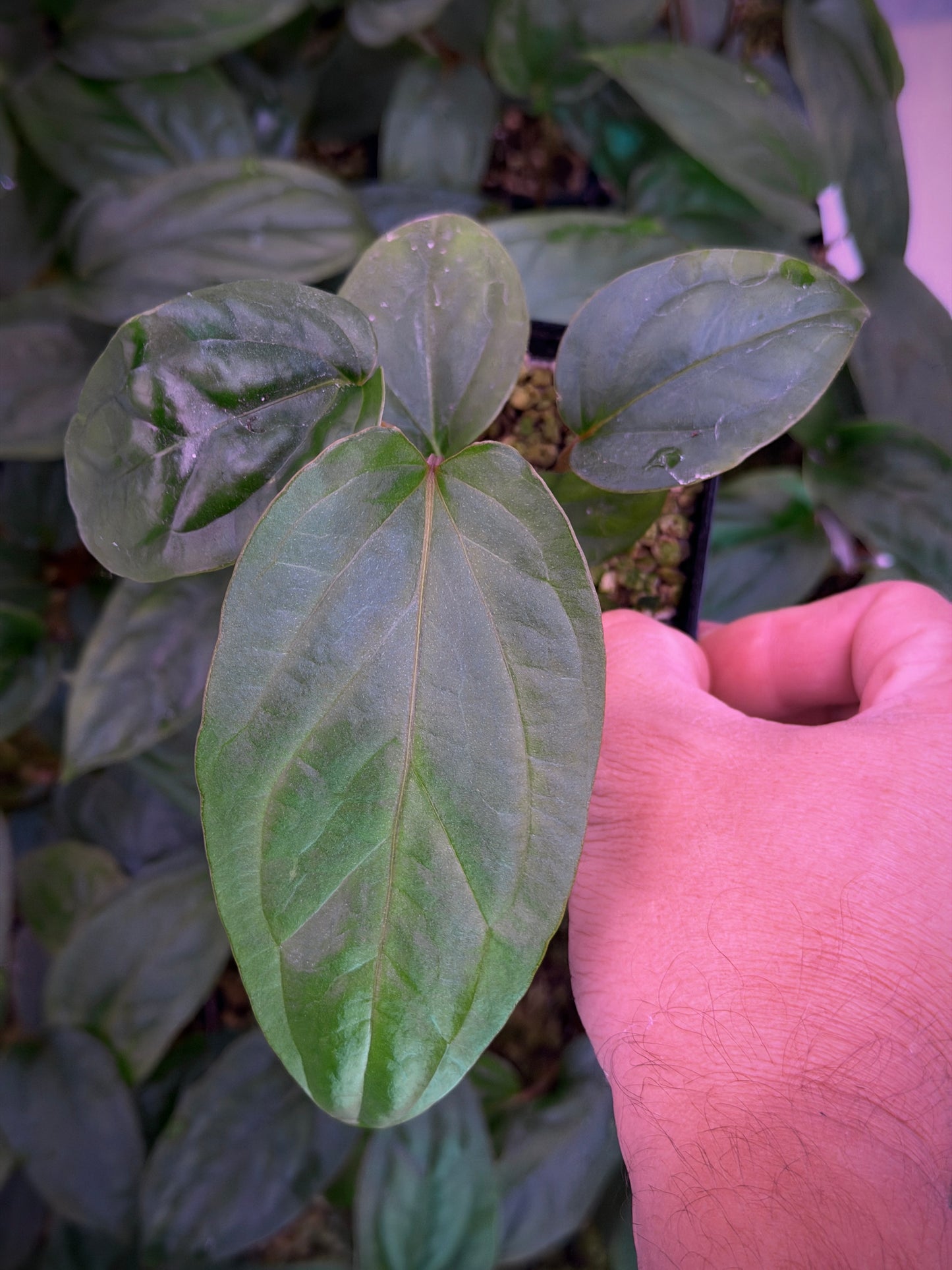 Anthurium ochranthum 'Ft Sherman'