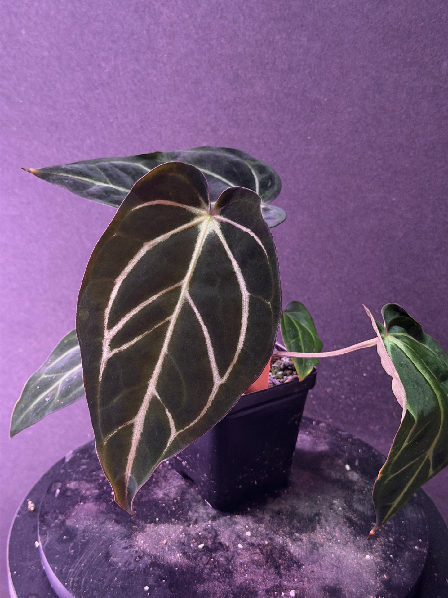 Anthurium carlablackiae 'PM1' x 'PM6' f2 Mosquito Batch