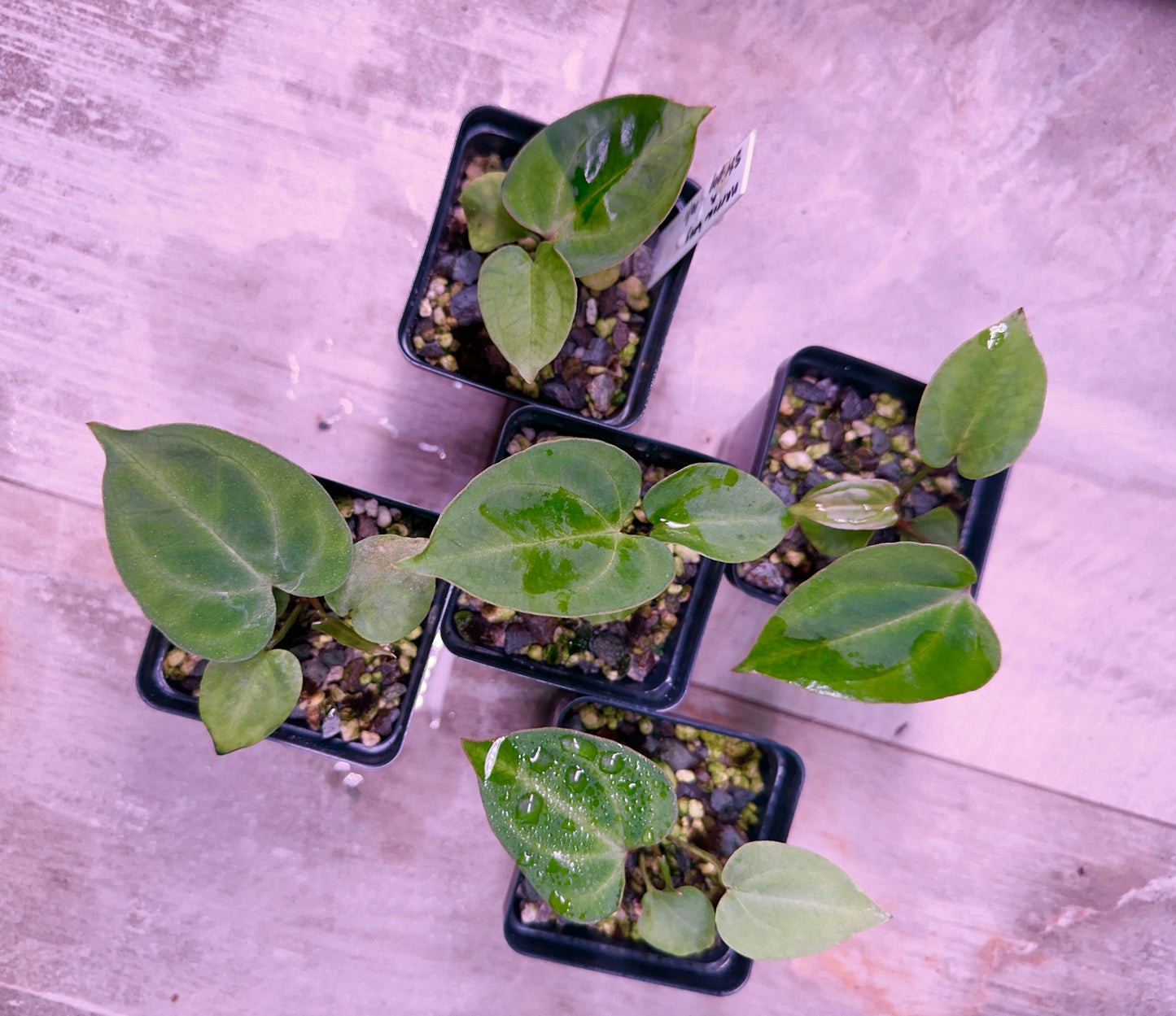 Anthurium besseae af 'Narrow" x Stripey Mag