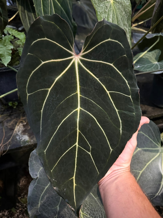 Anthurium ((carla. x pap.) x Enid's Bench) x (carla. x Enid's Bench) "A"