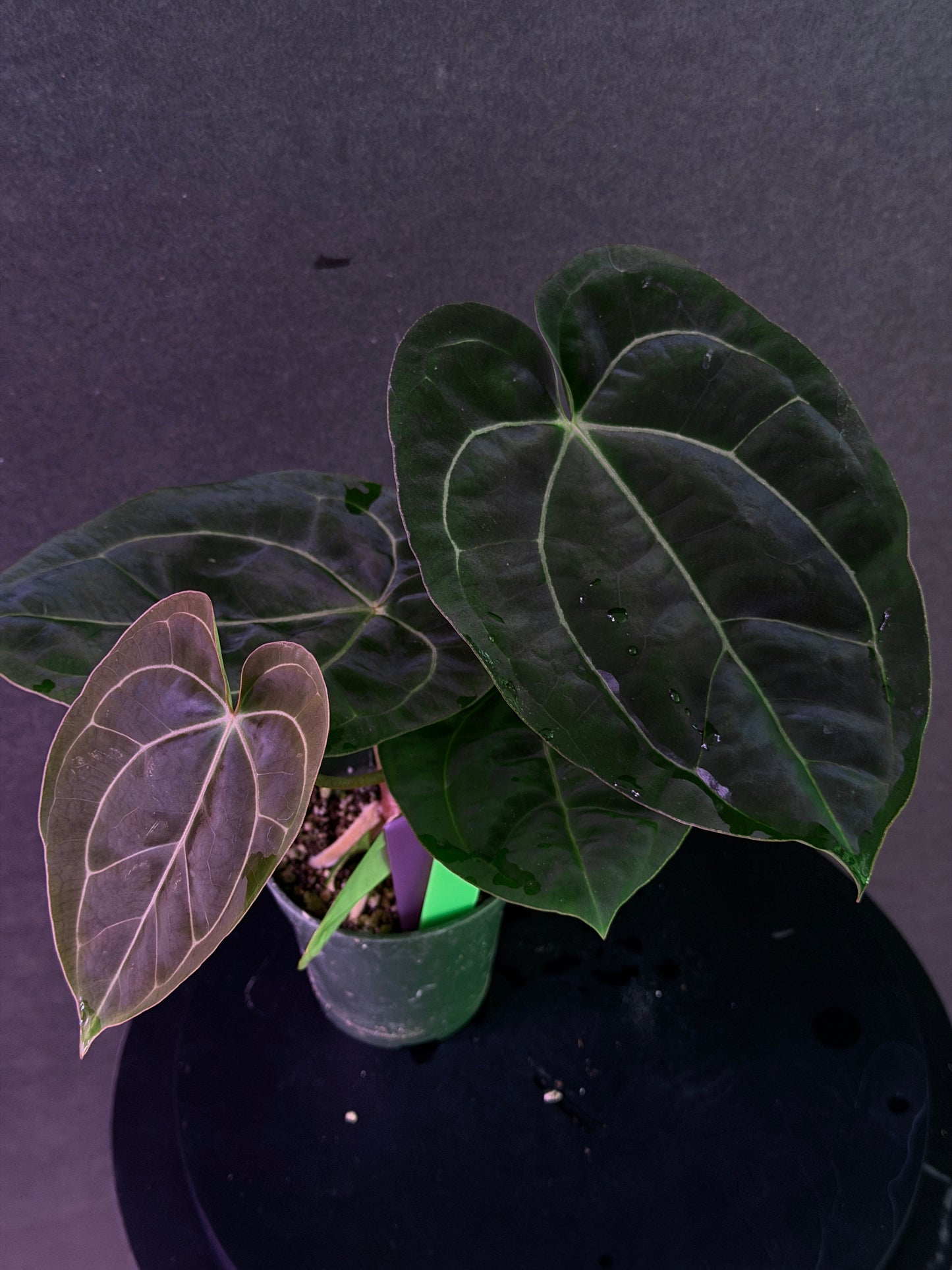 Anthurium (Stripey Mag x carla) #1 x (BVEP X Stripey Mag) (Exact Seedlings)