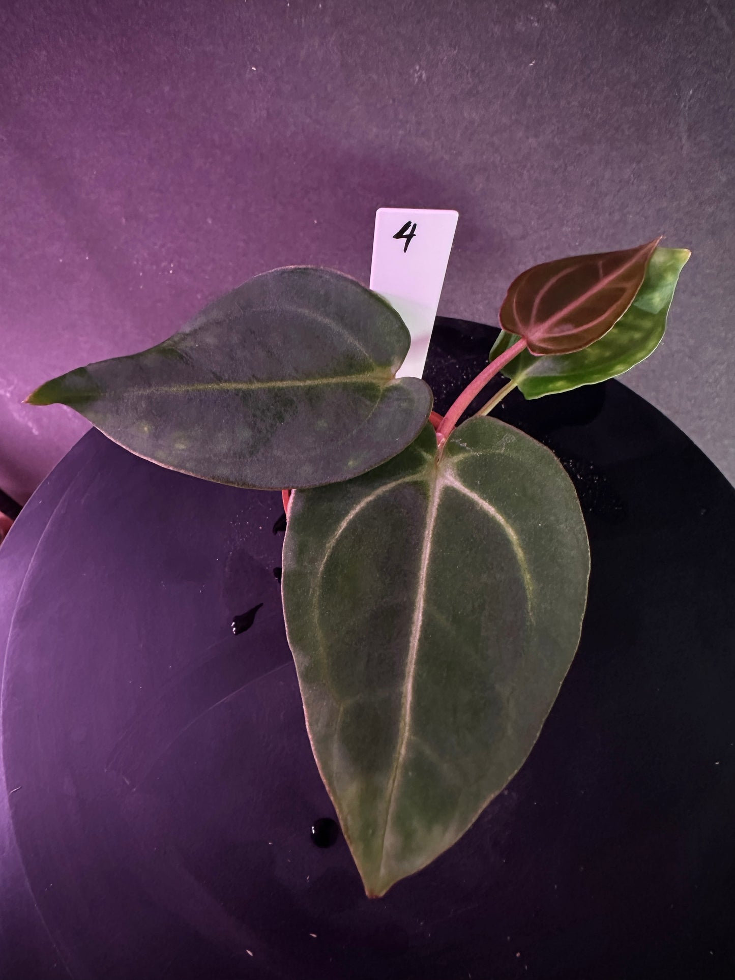 Anthurium carlablackiae 'PM2' x 'PM1'