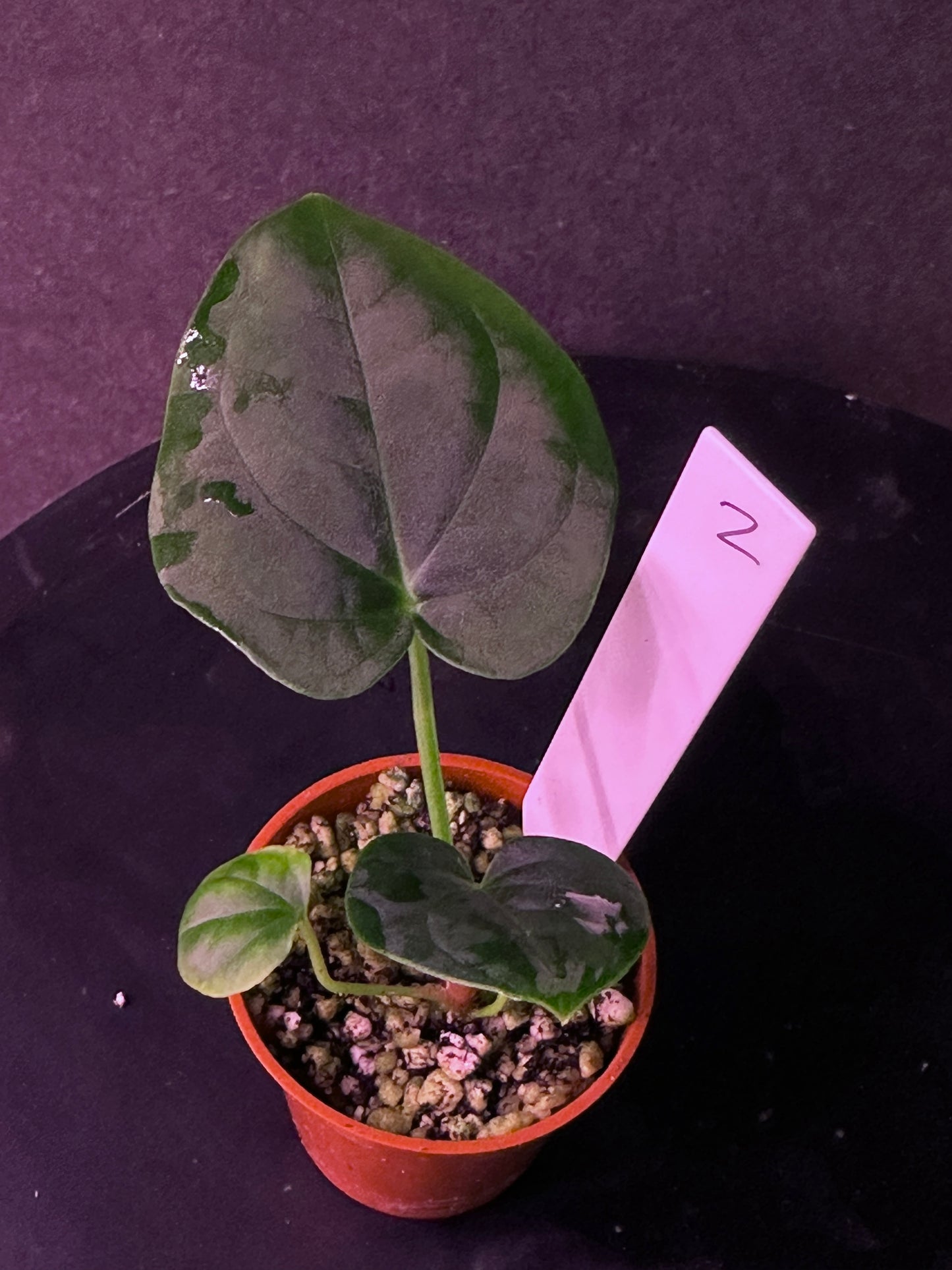 Anthurium carlablackiae 'Yard' x (besseae aff x splendidum)
