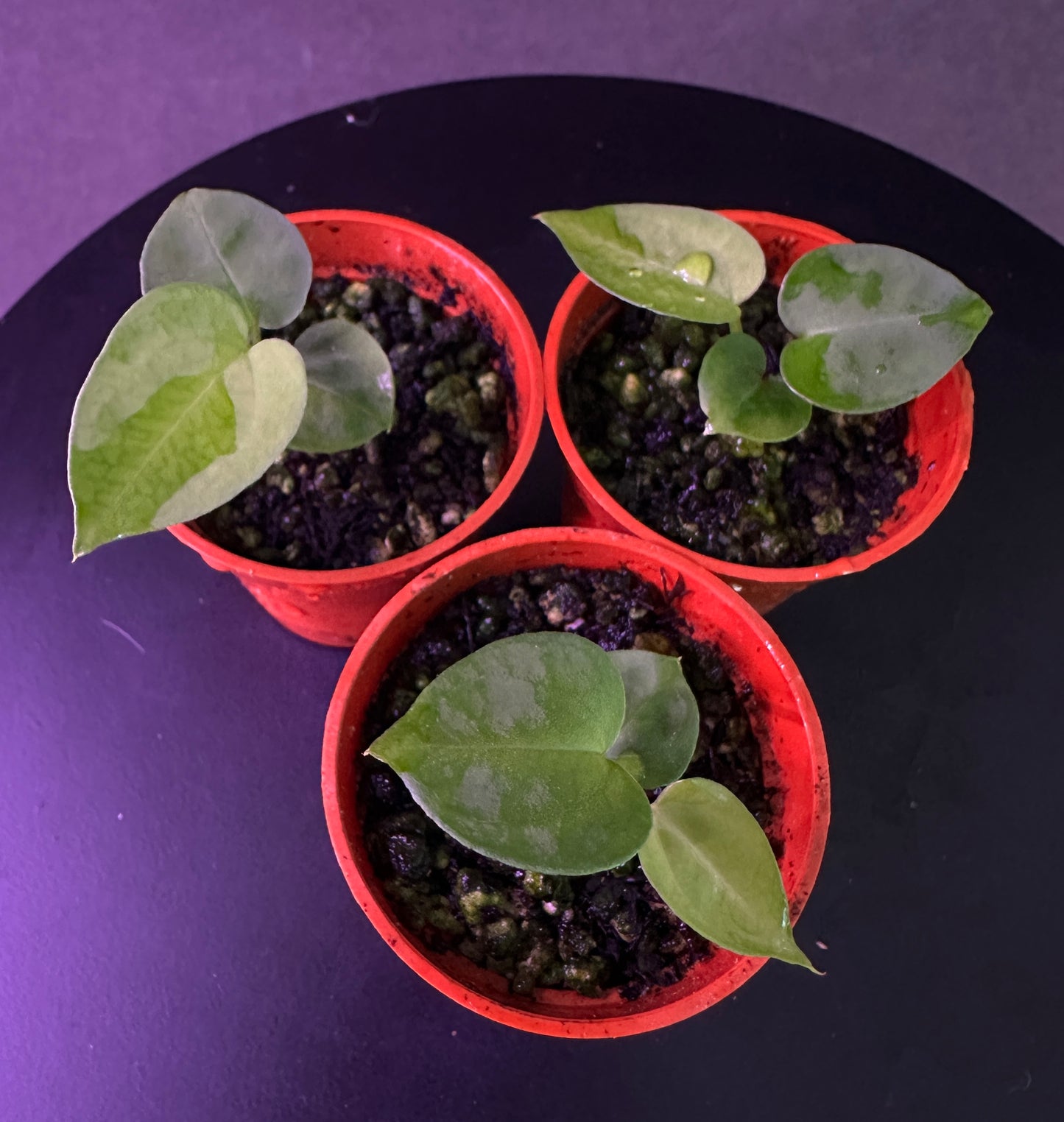 Anthurium (Black Widow x Michelle) 'PM1' x Stripey Mag