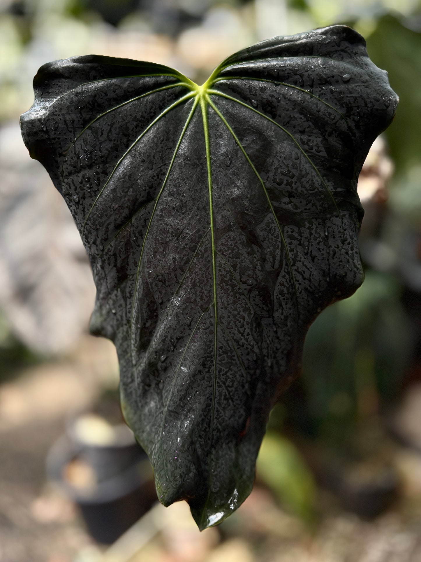 Anthurium (Nov DF x carla) x (BVEP x port. 'Dorito') "Dark Knight"