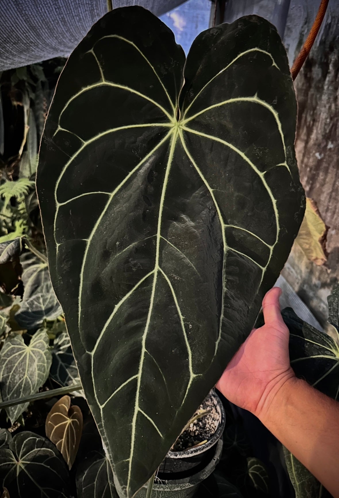 anthurium mag Anthurium (Stripey Mag x carla) #1 x (BVEP X Stripey Mag) (Exact Seedl