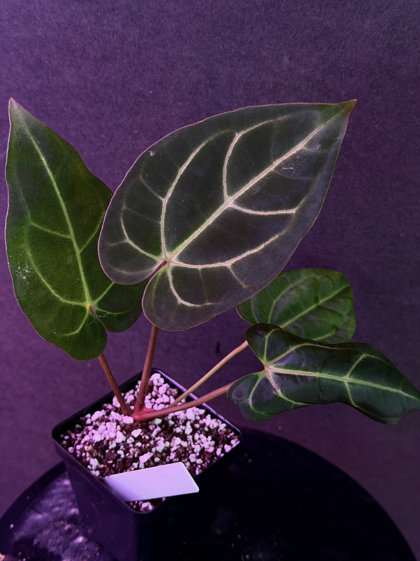 Anthurium carlablackiae 'Yard' x (Ace x (Stripey Mag x carla)) variegated