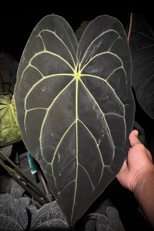 Anthurium (Stripey Mag x carla) #1 x ((Stripey Mag x carla) x debile)