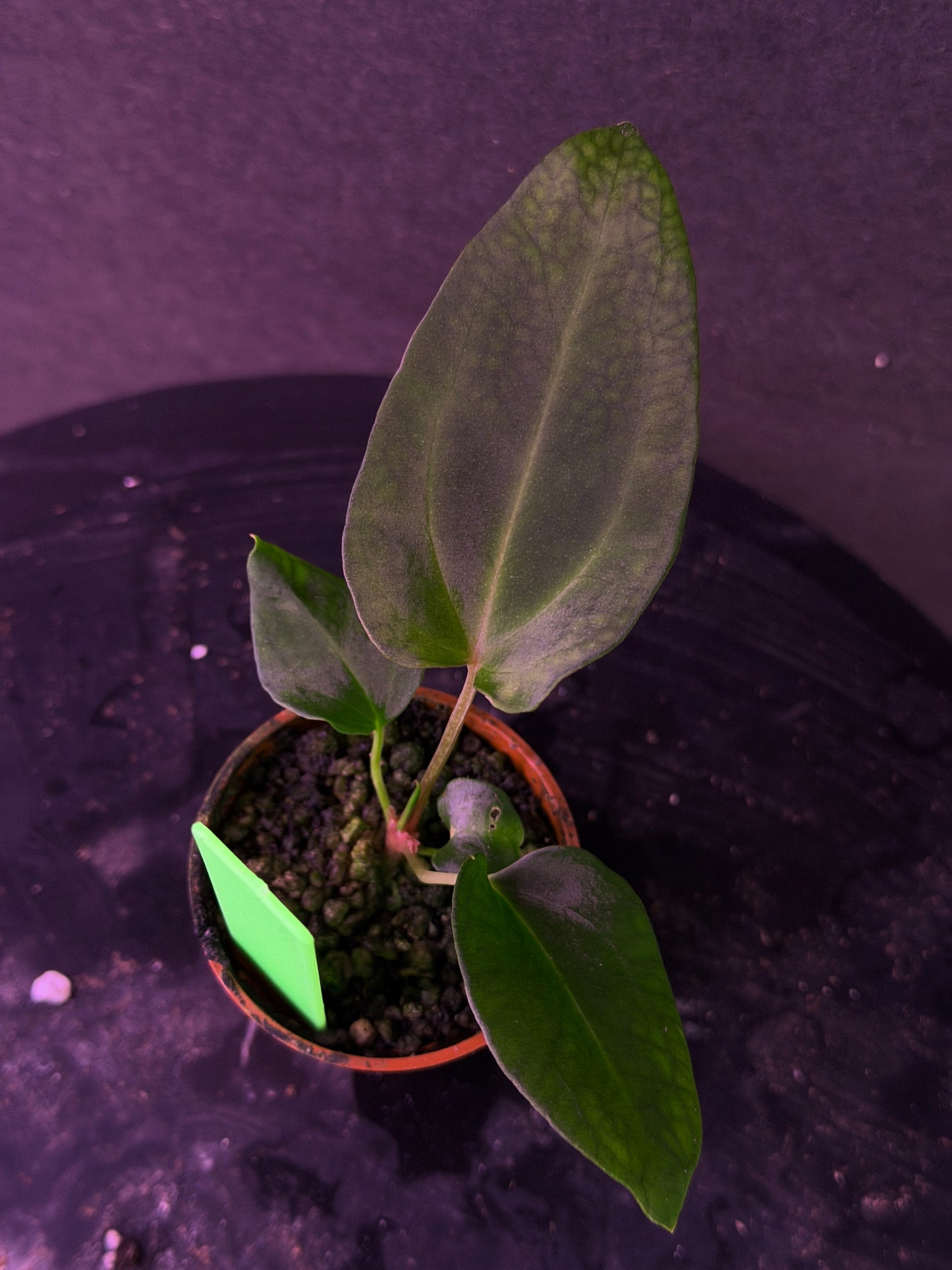 Anthurium (Nov DF x carla) x (BVEP x port. 'Dorito') "Dark Knight"