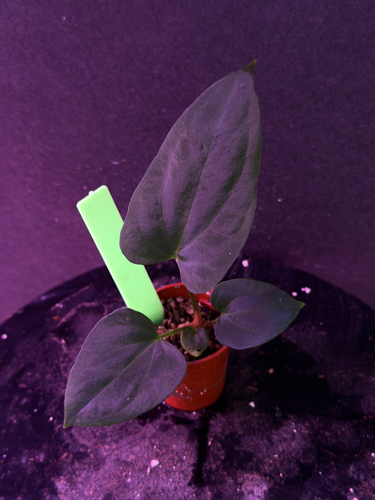 Anthurium (Nov DF x carla) x (BVEP x port. 'Dorito') "Dark Knight"