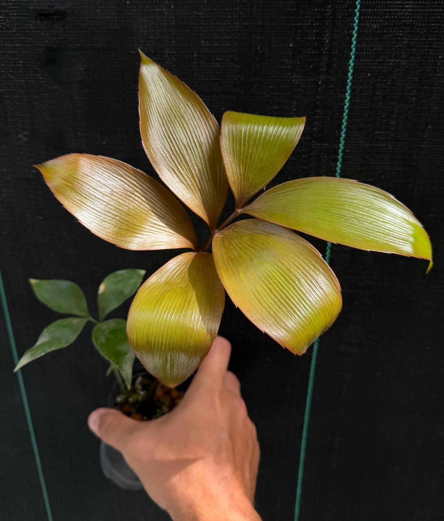 Zamia purpurea
