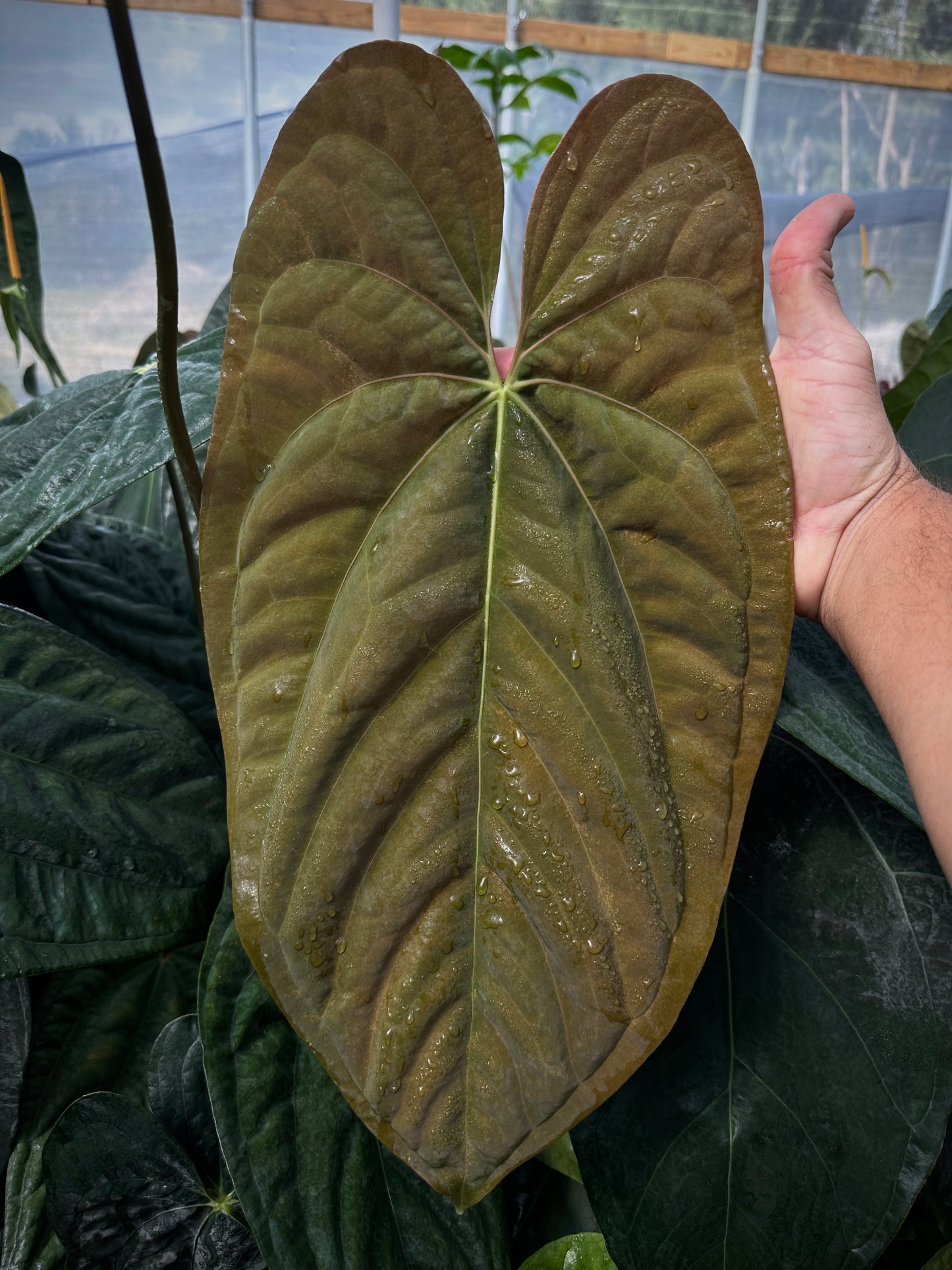 Anthurium papillilaminum 'RA5' x 'Swamp Bunny' "Primo"