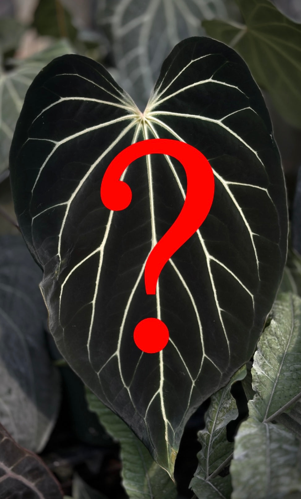 anthurium cataphyll Mystery Anthurium (cataphyll sized)