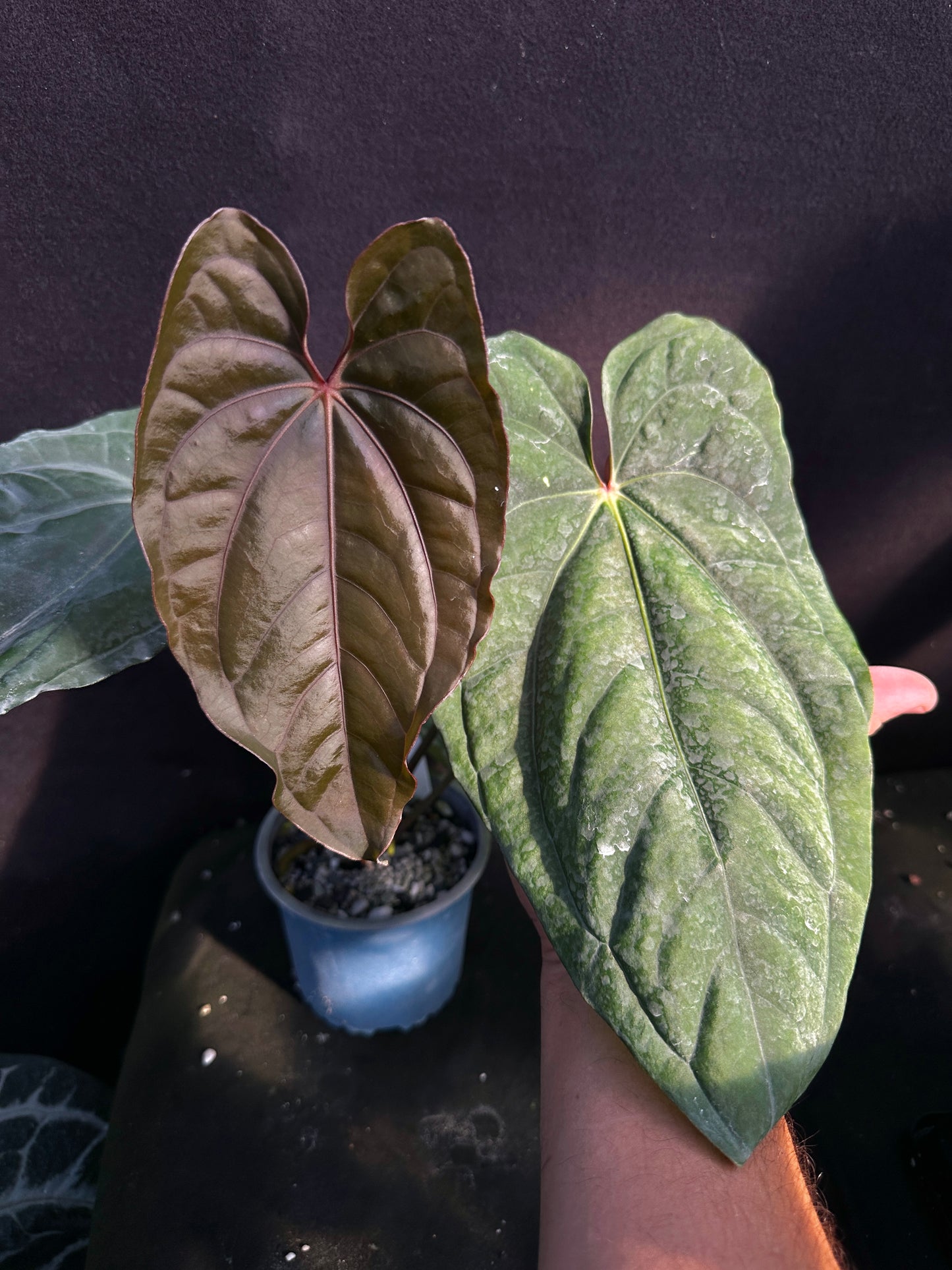 Anthurium Circus Peanuts x carla "PM7"