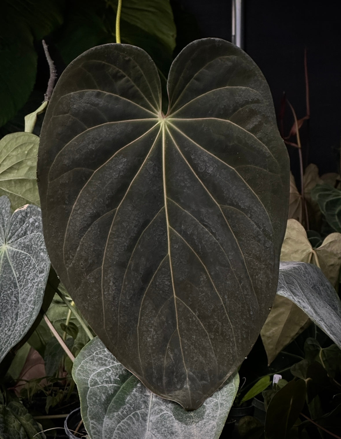 Anthurium ((Stripey Mag x carla) x Stripey X1) #14 x (BVEP x Stripey Mag)