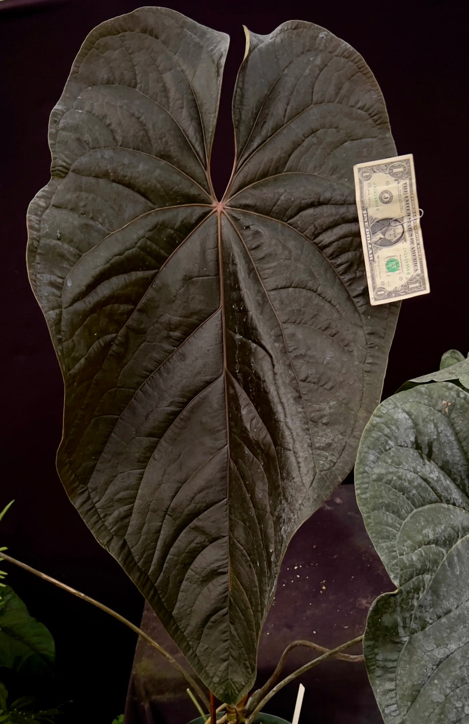 Anthurium Swam-P-Nuts