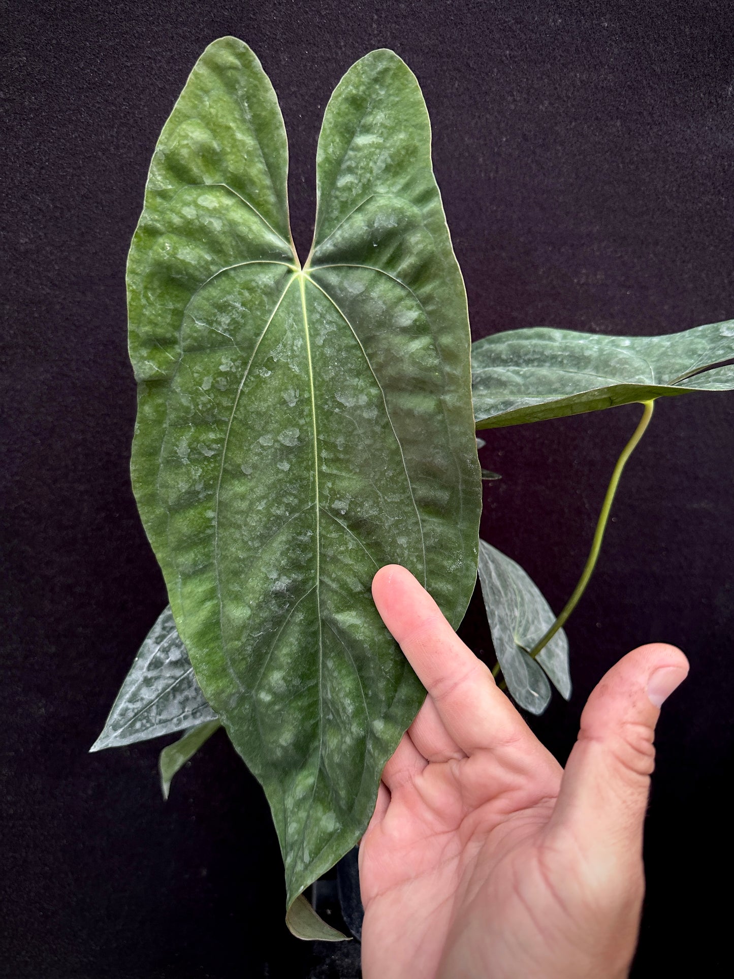 Anthurium papillilaminum 'Gatorskin' x 'Dadbod' "LB1"