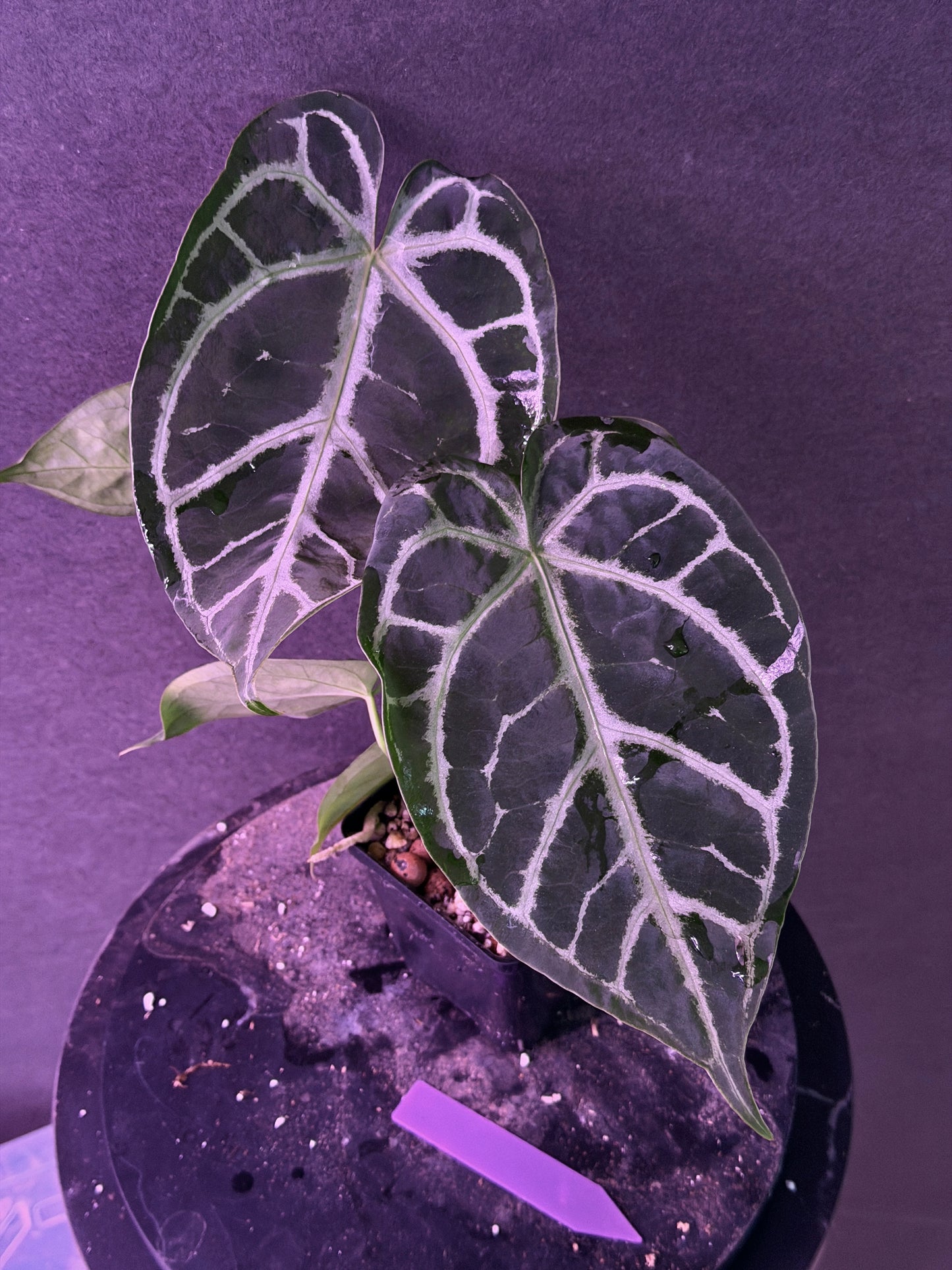 Anthurium FTG Crystal (S1) x SKG Silver