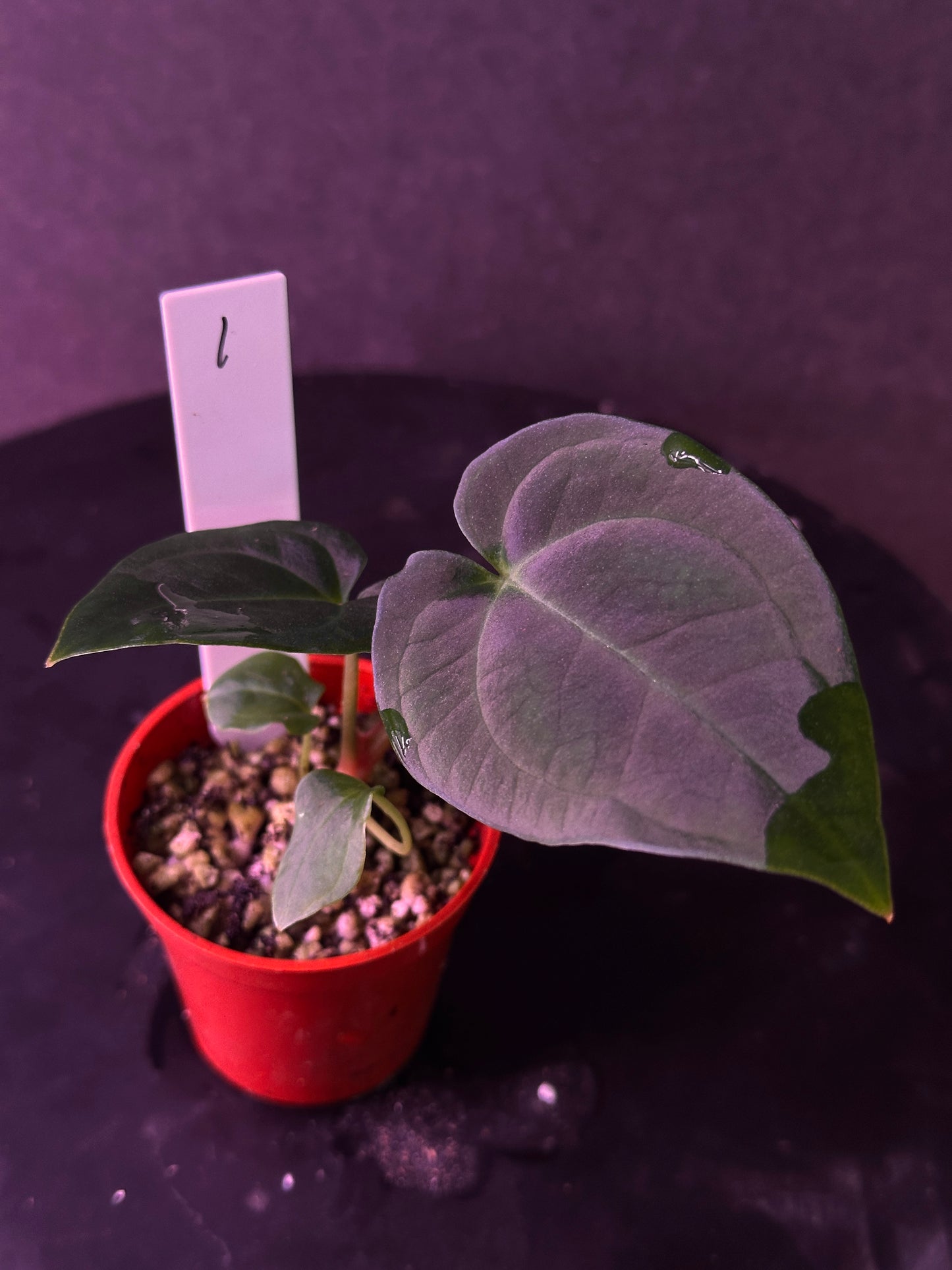 Anthurium carlablackiae 'Yard' x (besseae aff x splendidum)