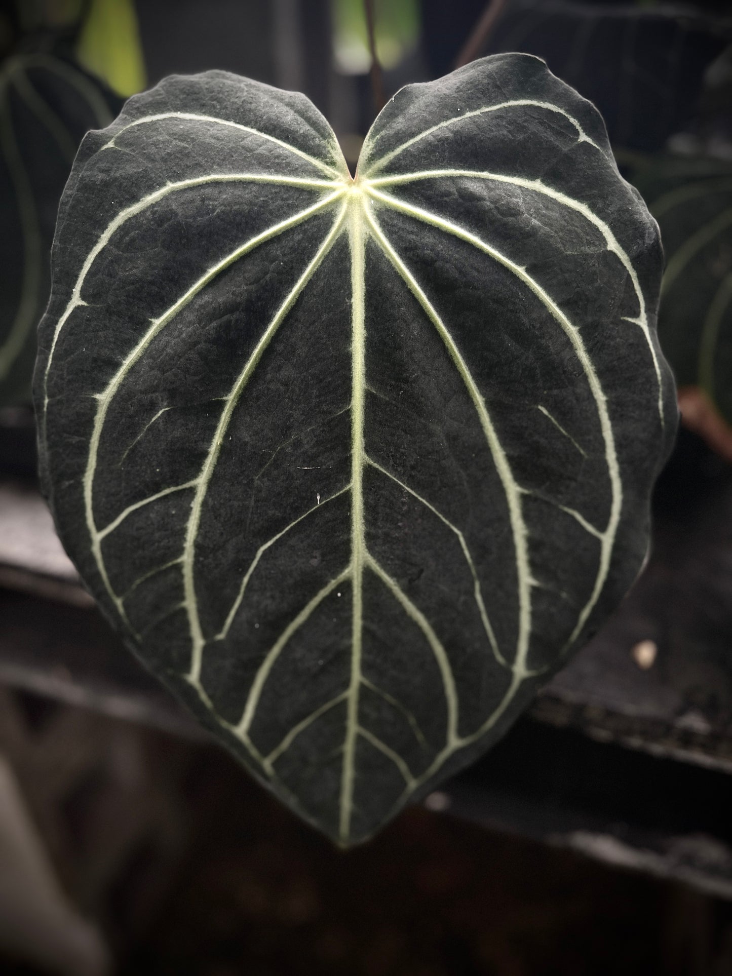 Anthurium carlablackiae 'PM2' x 'PM1'