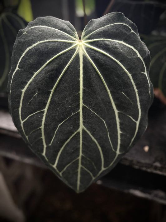Anthurium (cerrocampanense x papillilaminum) x Tim's Black)) x carlablackiae 'PM1'