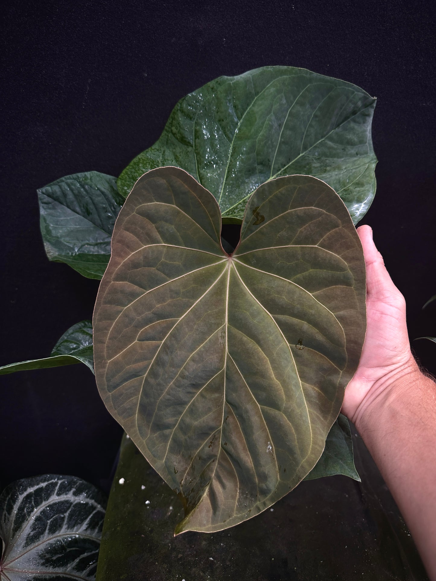 Anthurium Ace (greenish) x kunayalense 'Yard' "Dark Clone"