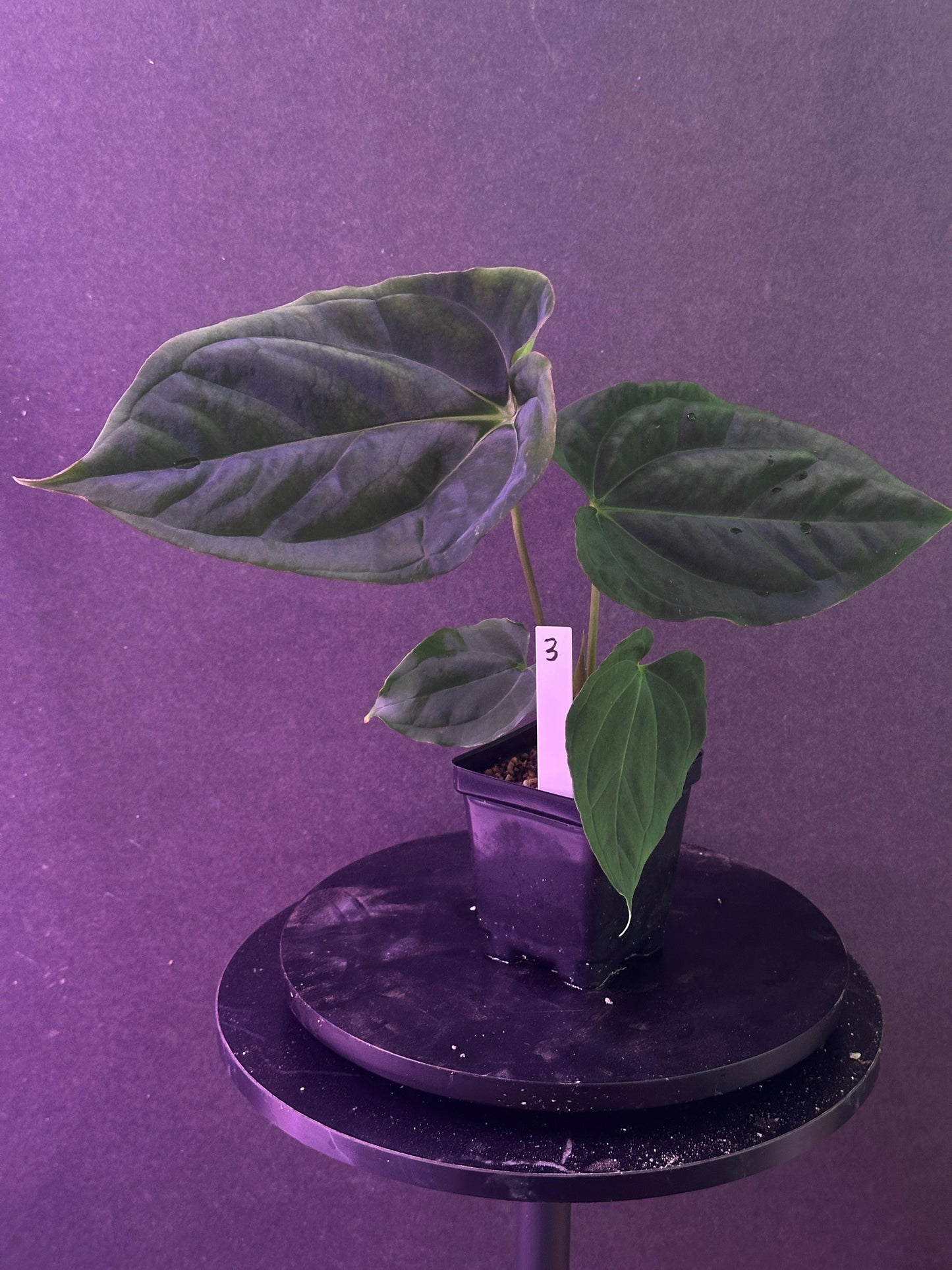 Anthurium (Stripey Mag x carla) #1 x ((Stripey Mag x carla) x debile)