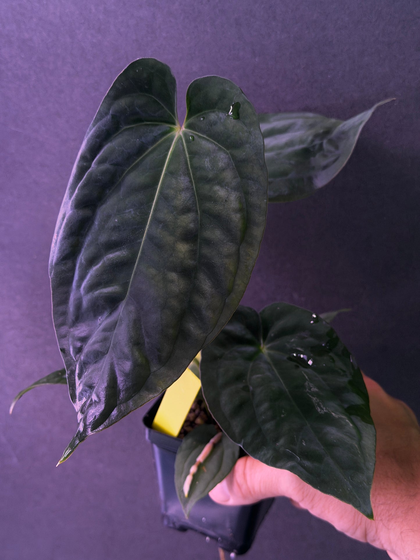 Anthurium antolakii(BVEP) 'Swamp Raisin' x 'Yard'