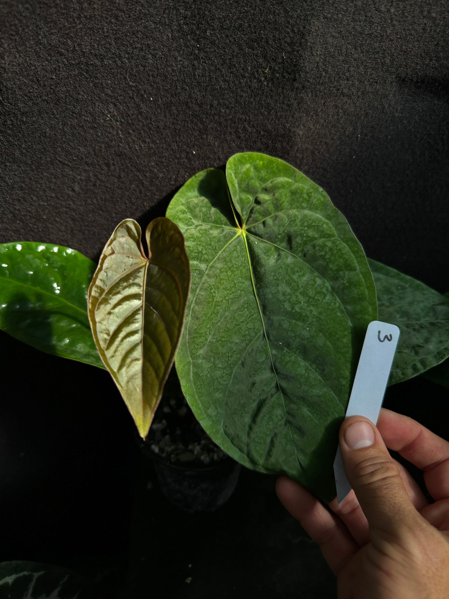 Anthurium kunayalense "Swamptrash7" x pap. "Swamp Bunny"