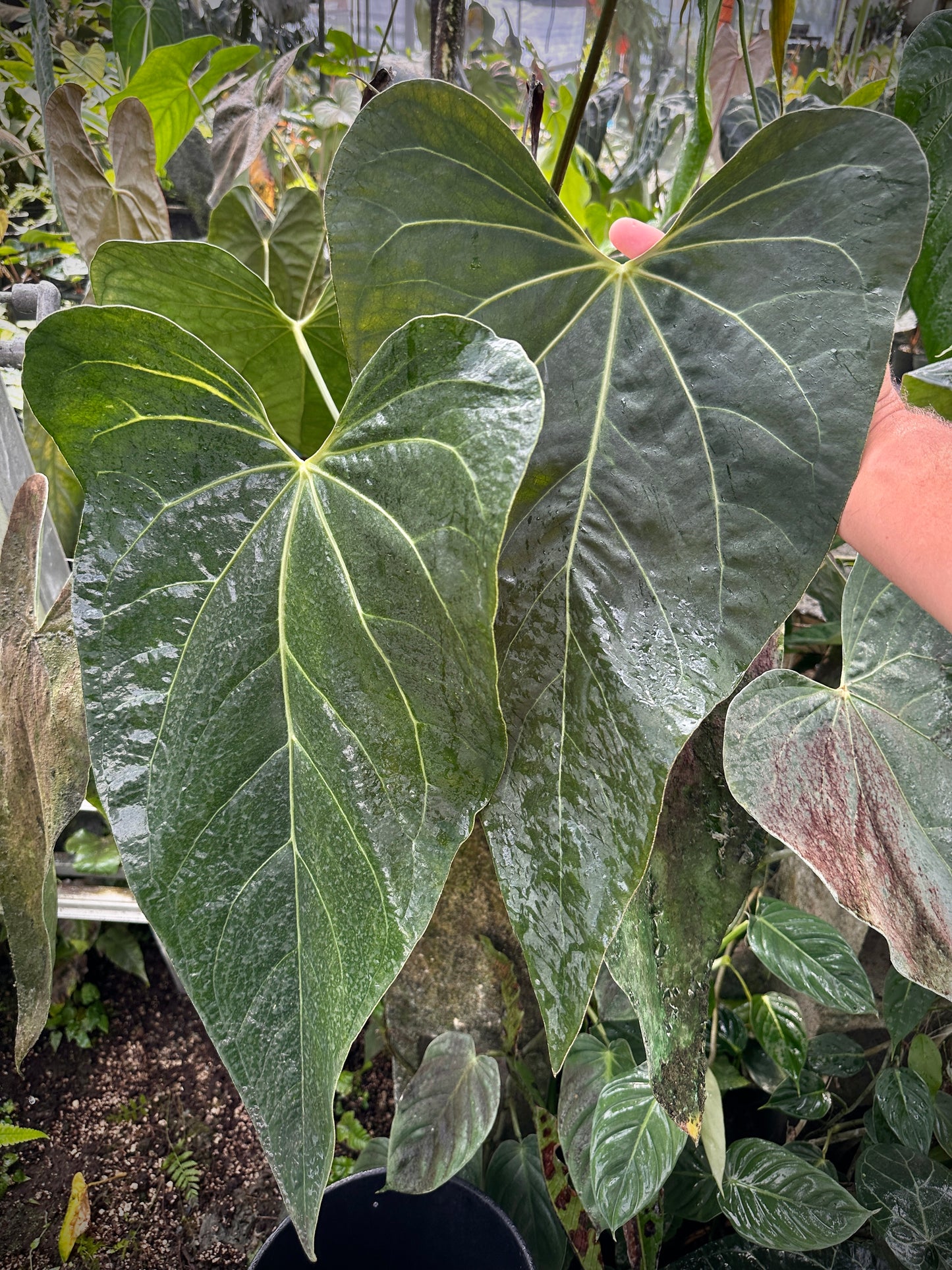 Anthurium Ace x Leyland