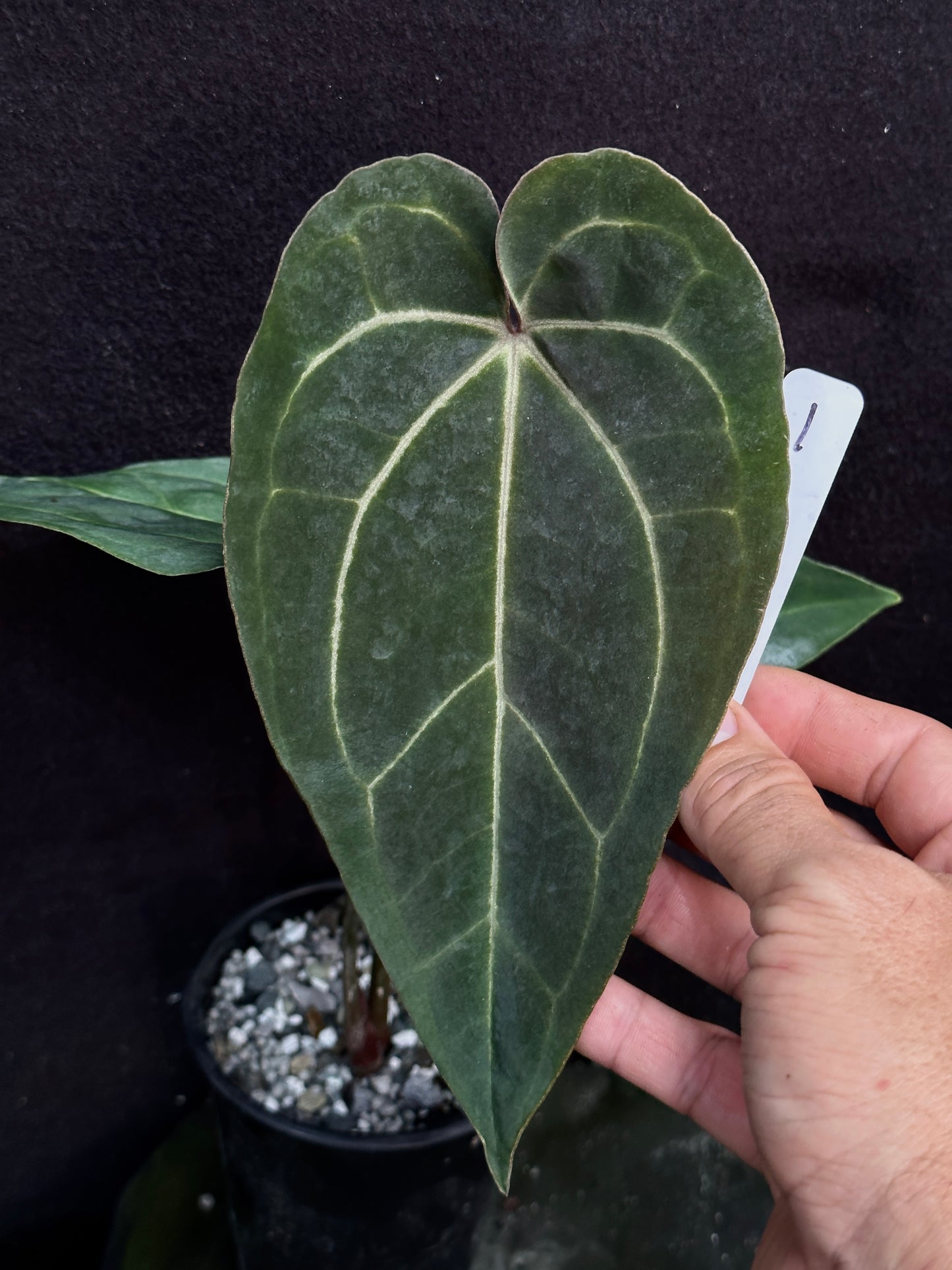 Anthurium Ace (dark) x (Stripey Mag x carlablackiae) #2