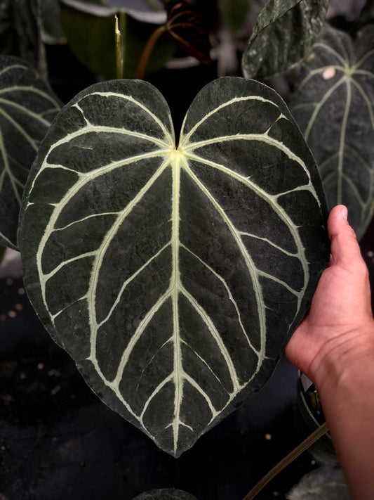 Anthurium carlablackiae "PM3" x (BVEP "Swamp Raisin" x debile)