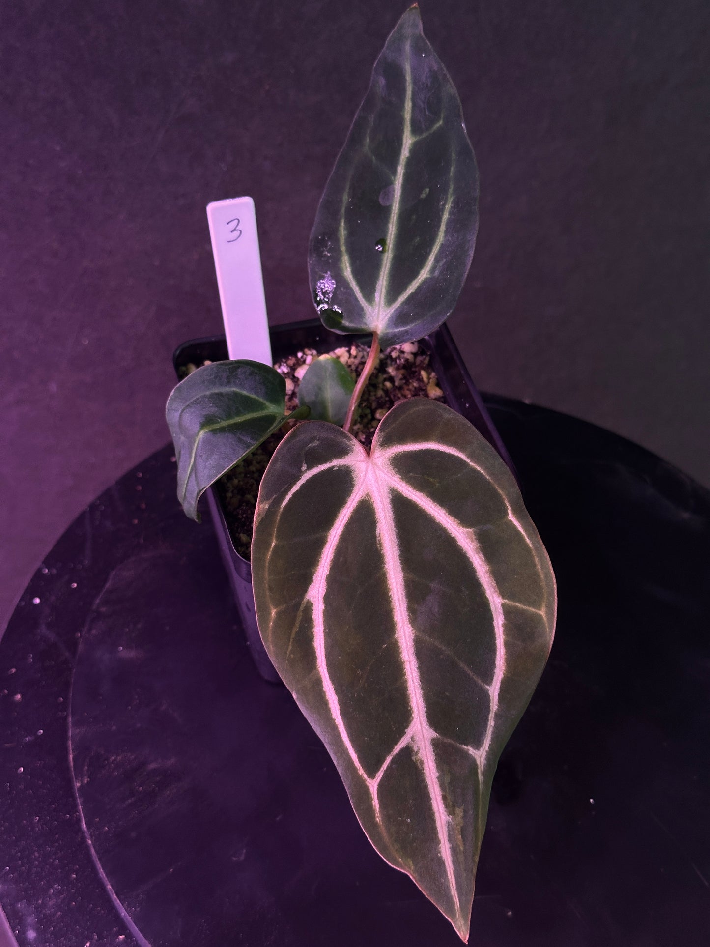 Anthurium carlablackiae 'PM2' x 'PM1'