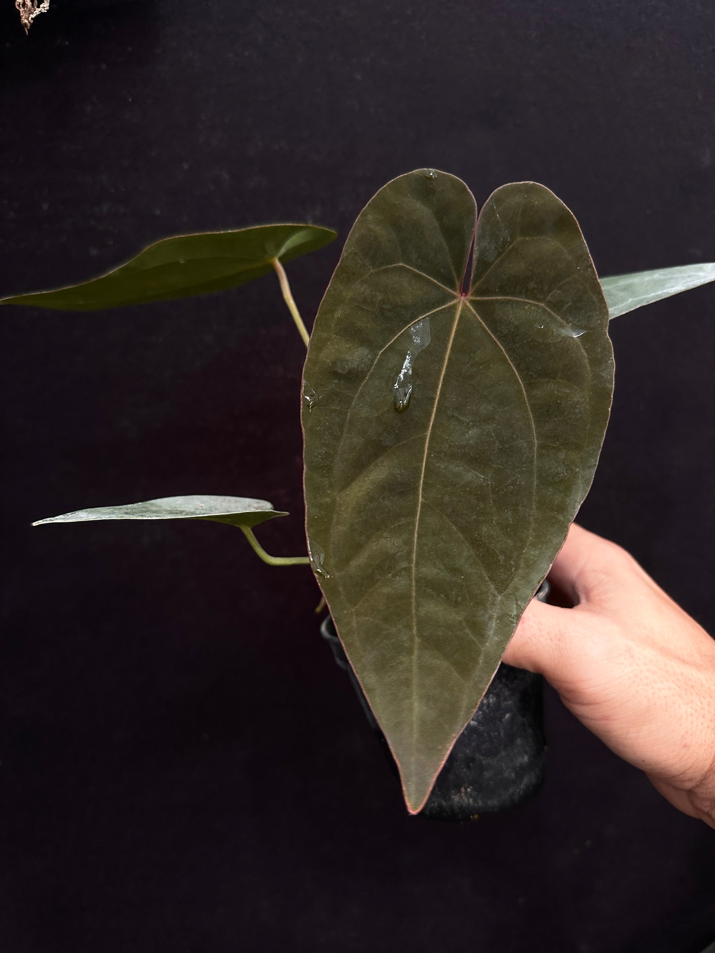 Anthurium Ace(dark/Tezula) x dressleri "narrow"