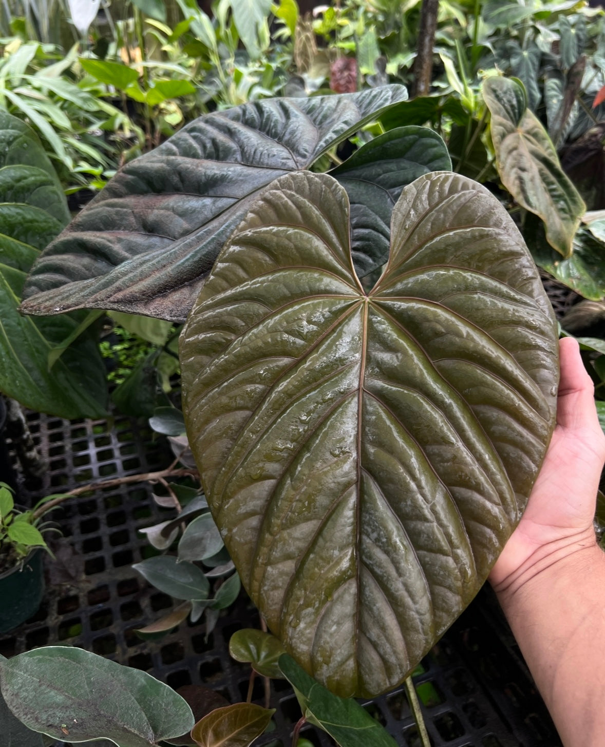 Anthurium antolakii (BVEP) "Swamp Raisin" x debile