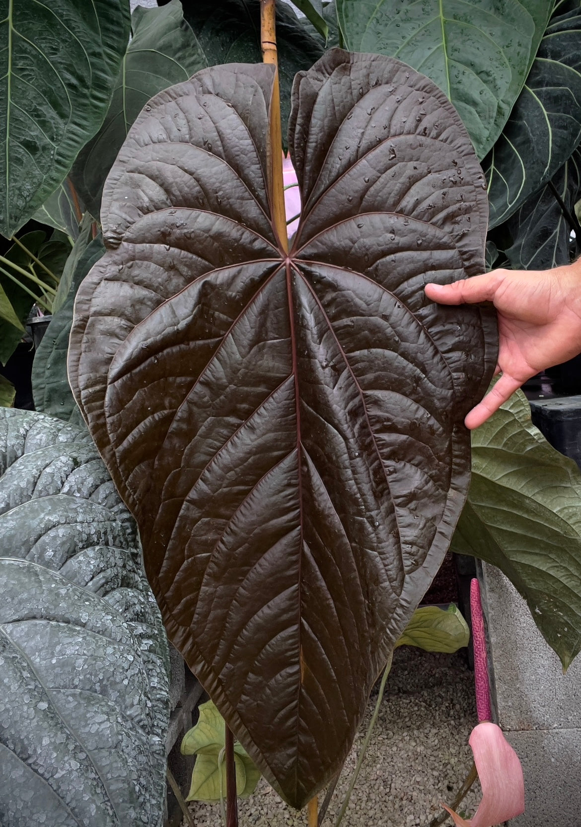 Anthurium Swam-P-Nuts
