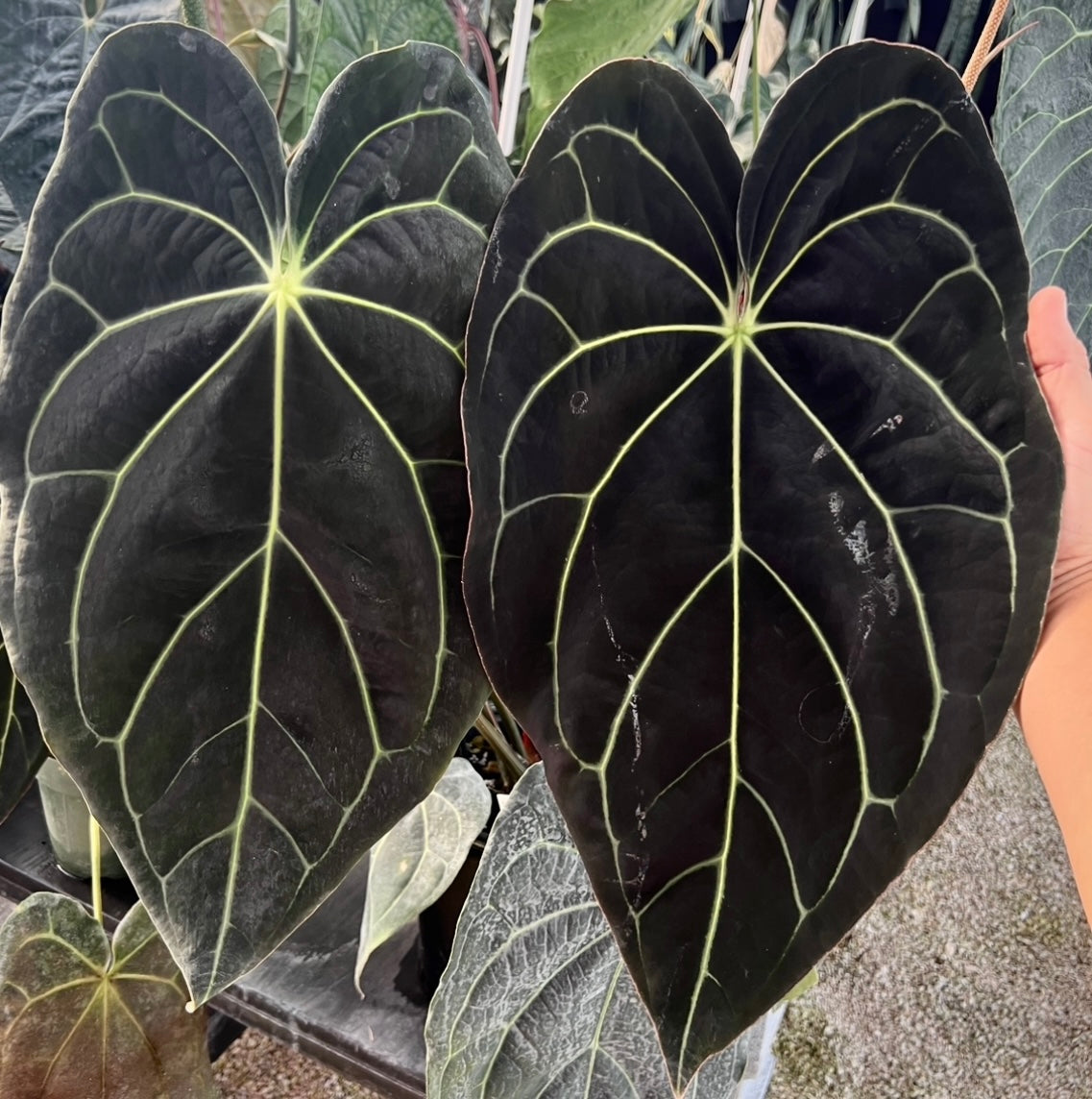Anthurium kunayalense 'PM3' x (Stripey Mag x carla) #1