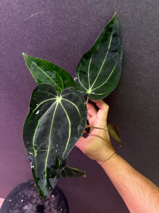 Anthurium carlablackiae 'PM1' x 'PM6' f2 Mosquito Batch