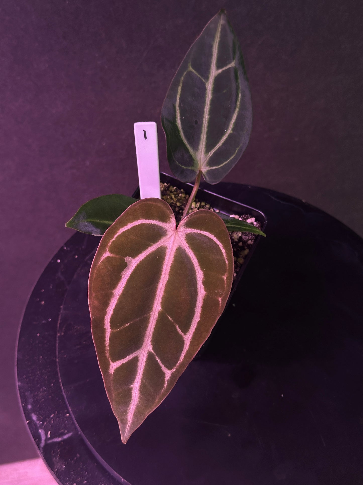 Anthurium carlablackiae 'PM2' x 'PM1'