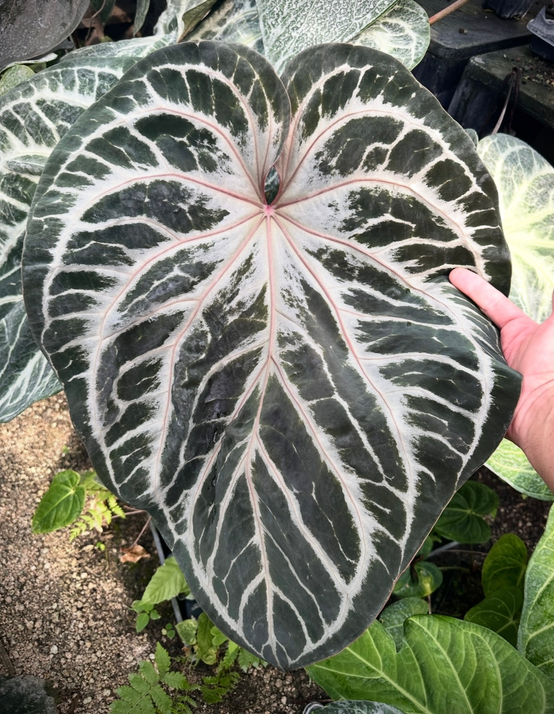 Anth. (SKG Silver x Stripey x1) variegated x (SKG Silver x Red Crystal)