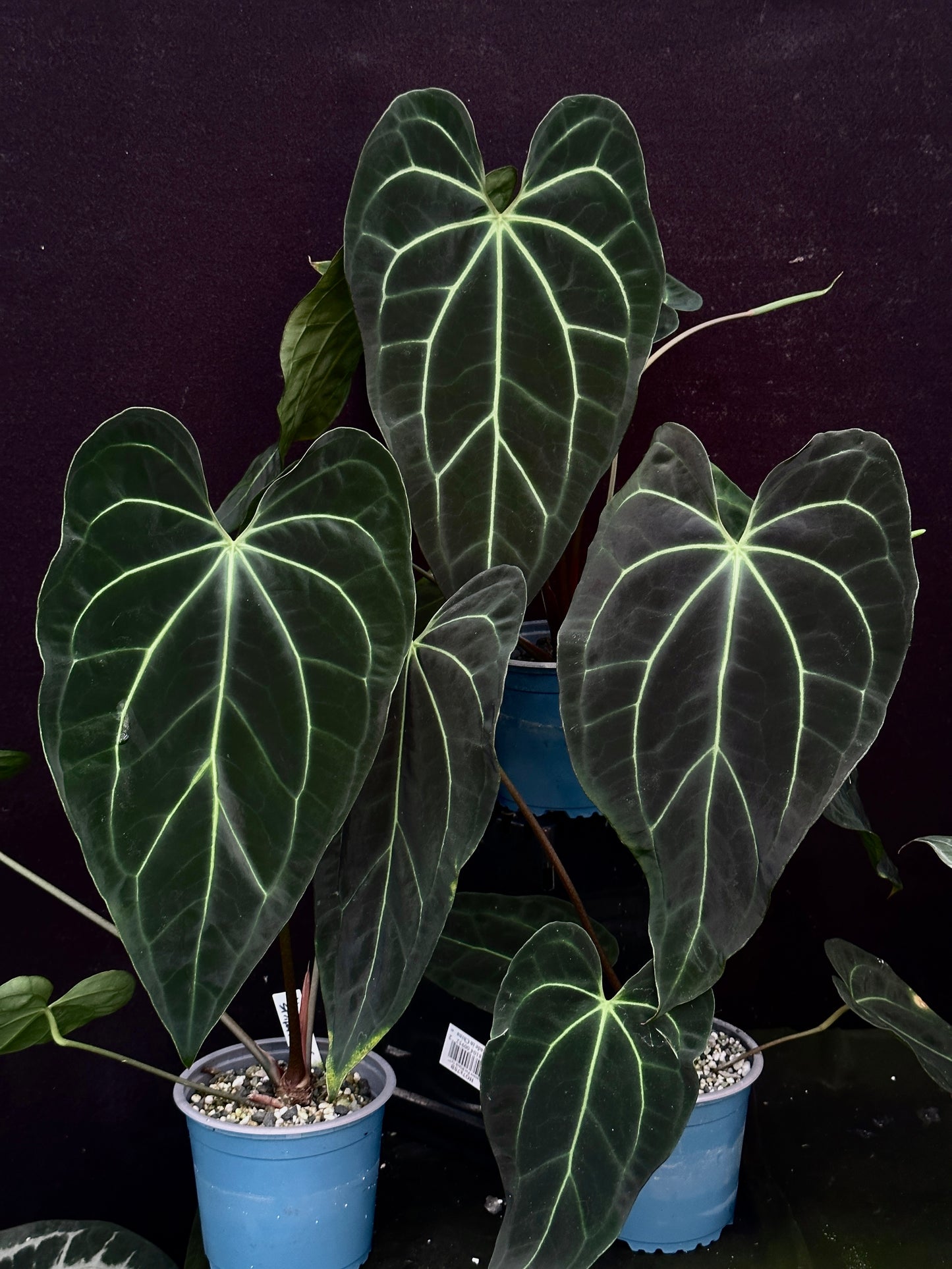 Anthurium besseae af 'Narrow" x Stripey Mag