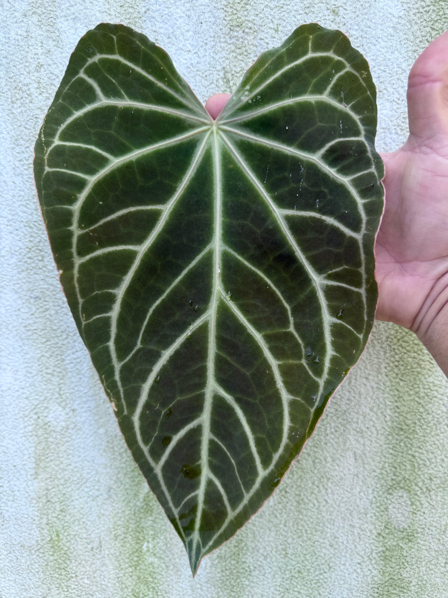 Anthurium Stripey Mag x (Stripey Mag x self)#2 (3 Pack Leafless)