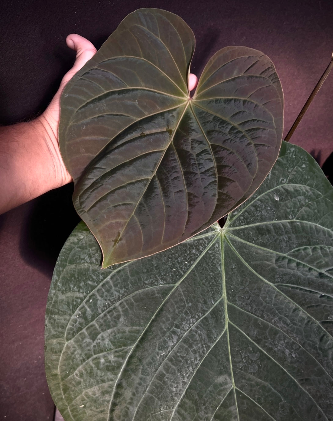 Anthurium Ace (greenish) x kunayalense 'Yard' "Dark Clone"