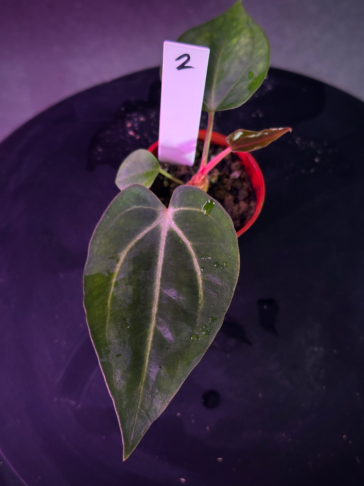 Anthurium carlablackiae 'PM2' x 'PM1'