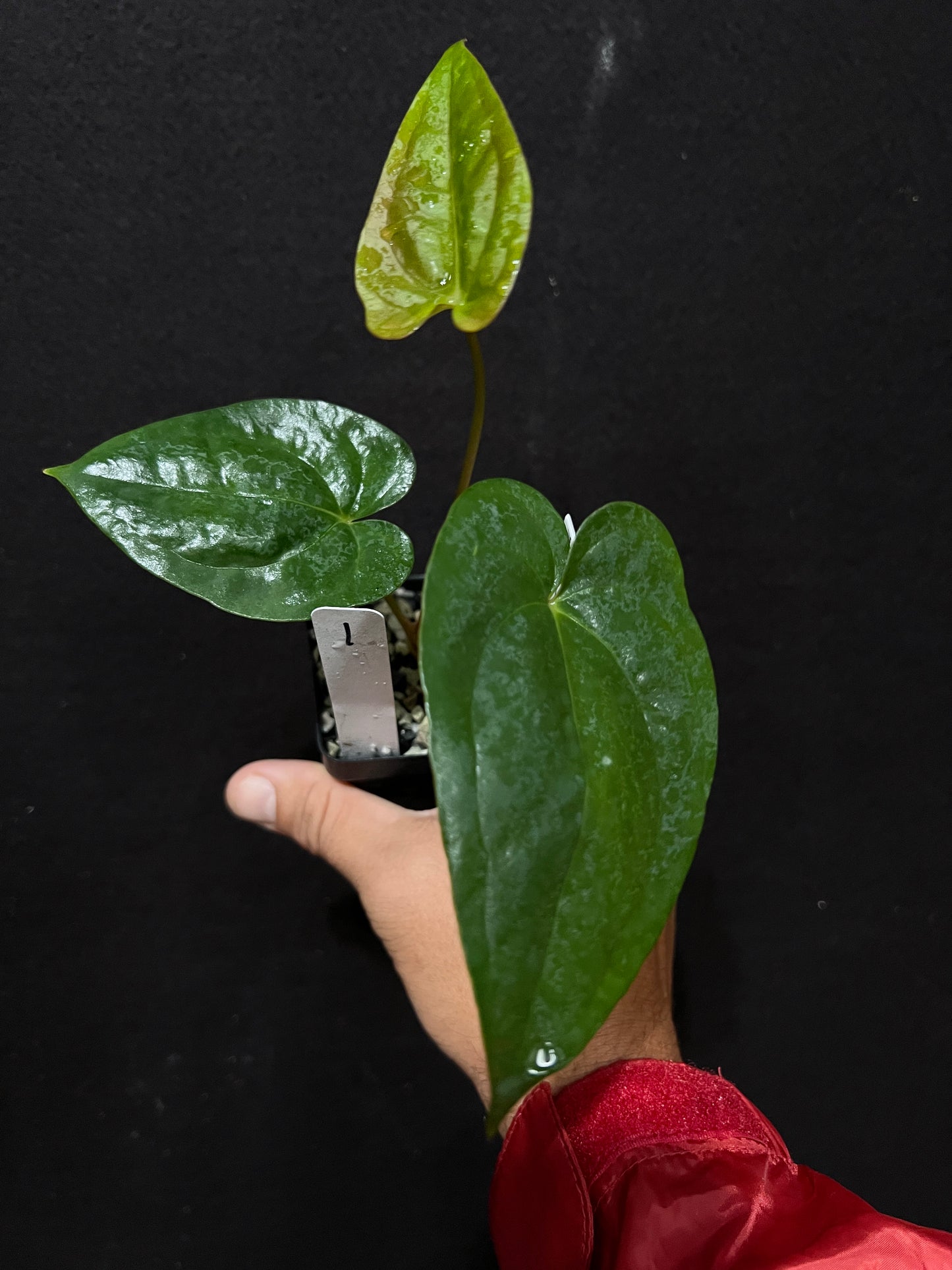 Anthurium papillilaminum "6" x "Swamp Bunny"