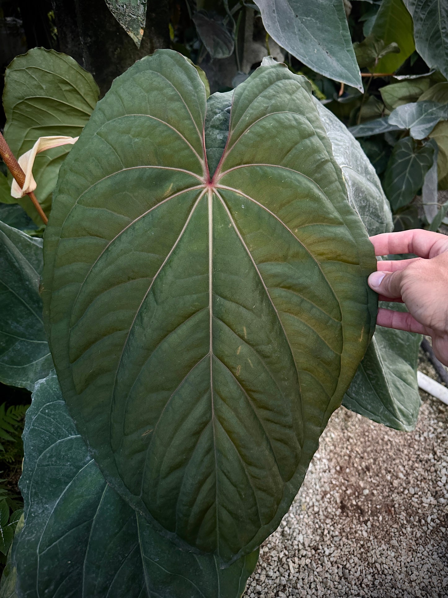 Anthurium Circus Peanuts x carla "PM7"