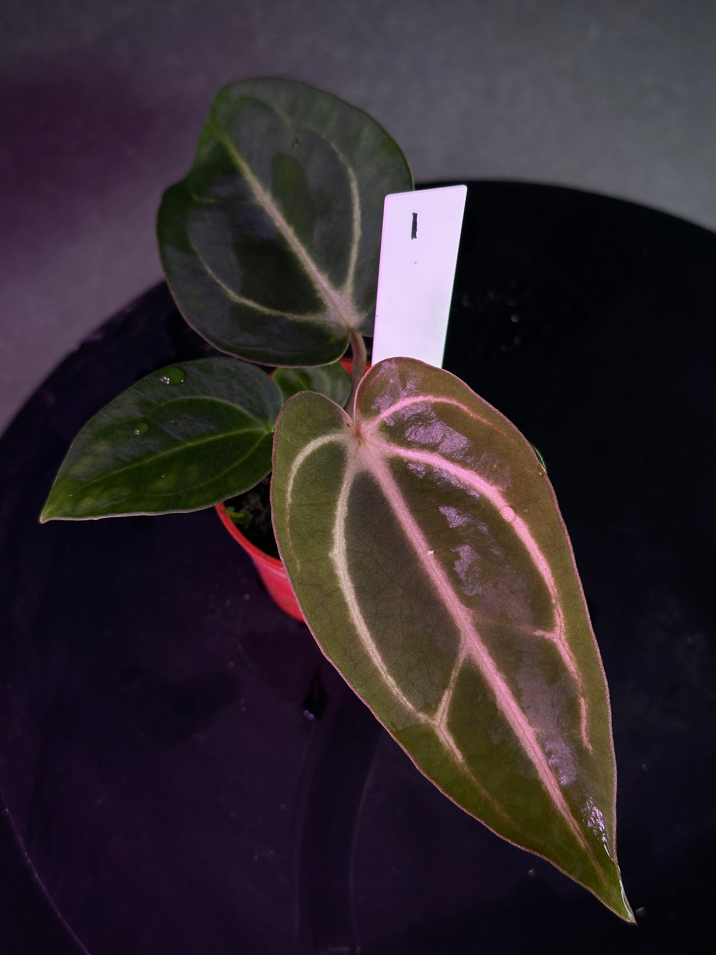 Anthurium carlablackiae 'PM2' x 'PM1'