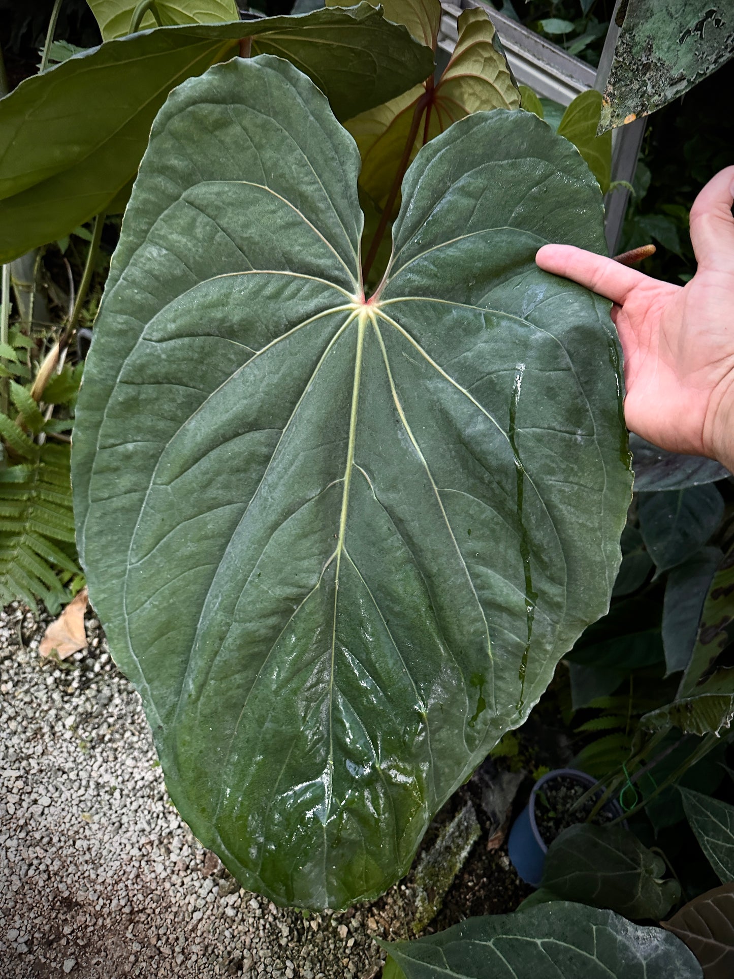 Anthurium Circus Peanuts x carla "PM7"