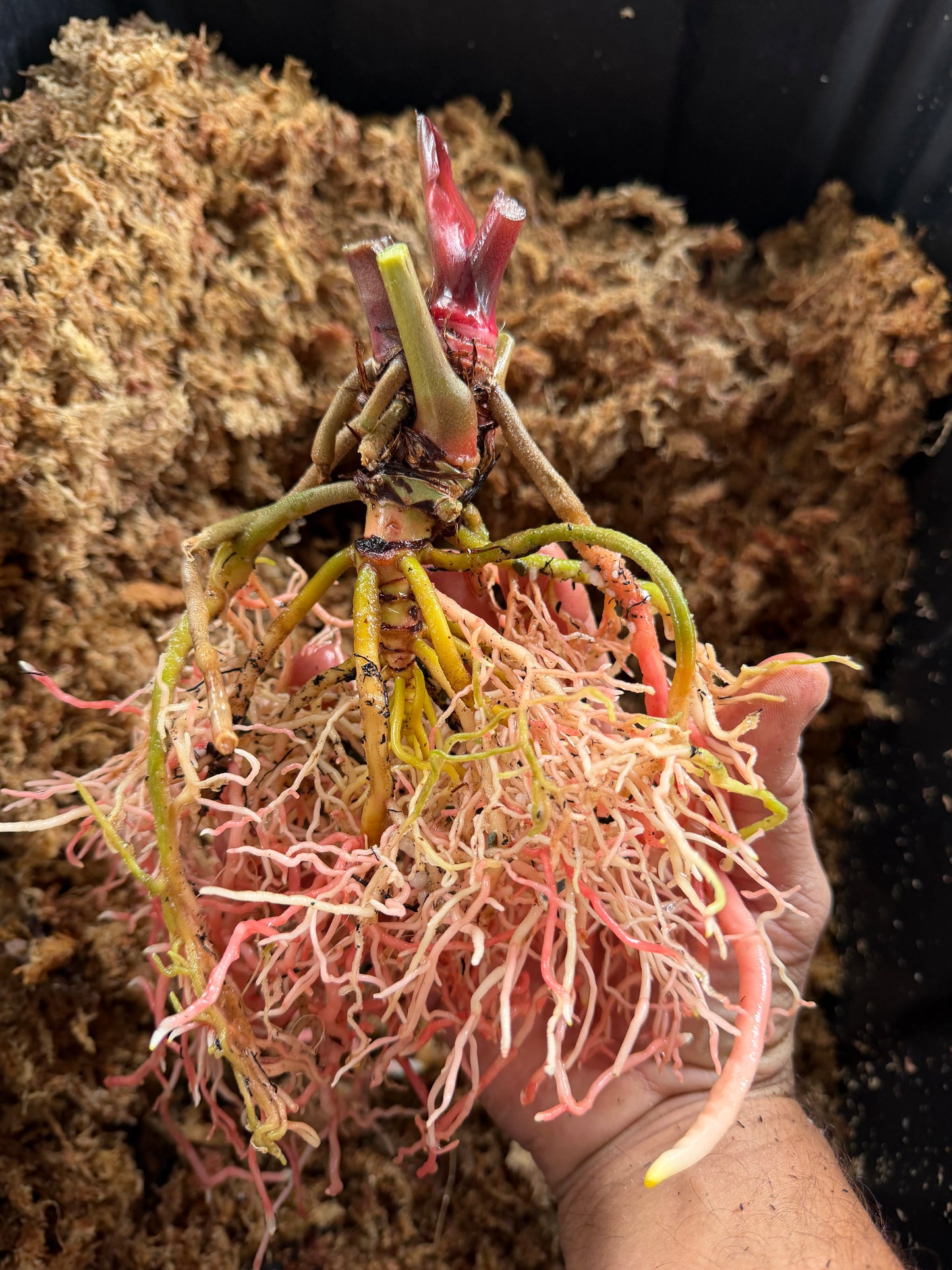 Anthurium (Enid's Bench x Stripey Mag holdback(Leafless 1)